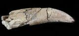 Fully Rooted Tyrannosaur Tooth - Montana #43212-1